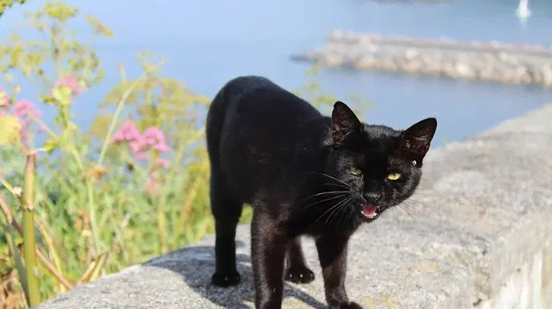 Caribbean Cat Name