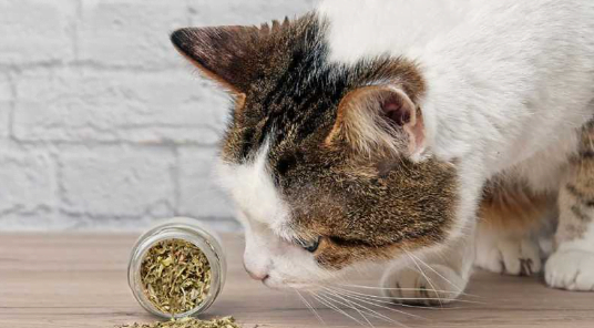 Drug related cat names