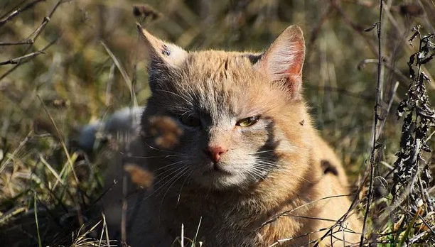 Haitian Cat Names