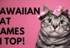 Hawaiian cat names