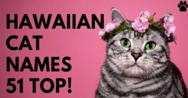 Hawaiian cat names