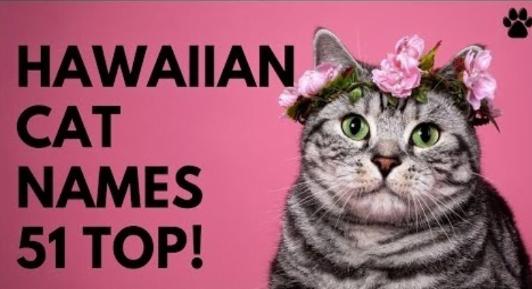 Hawaiian cat names