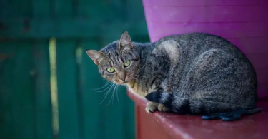 Welsh Cat Names