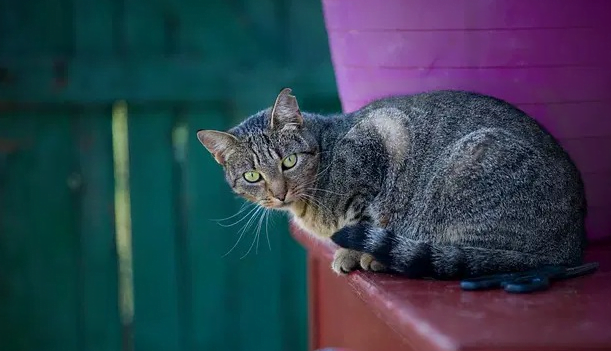 Welsh Cat Names