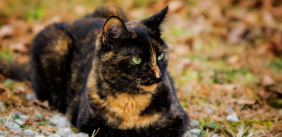 The Ultimate Guide to tortie calico kitten names: A Symphony of Fur and ...