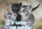 3-Letter Cat Names