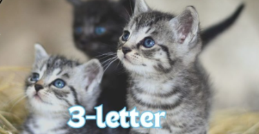 3-Letter Cat Names