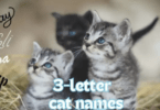 3 kitten names that go together