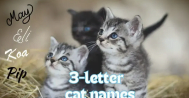 3 kitten names that go together