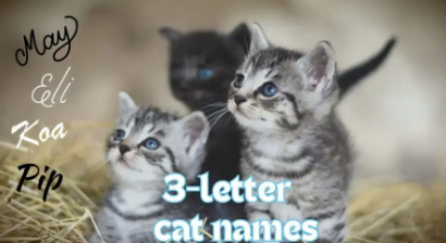 3 kitten names that go together