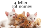 4-Letter Cat Names