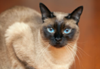 Balinese Cat Names