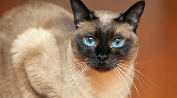 Balinese Cat Names