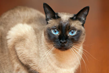 Balinese Cat Names