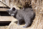 Barn Cat names