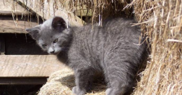 Barn Cat names