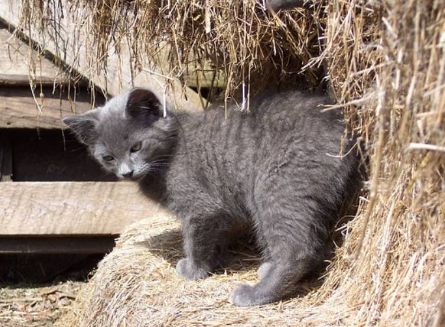 Barn Cat names