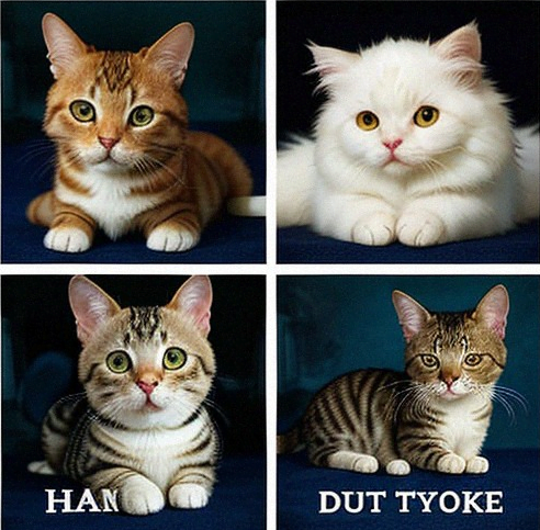 Cat Names That Start with H