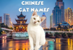 Chinese Cat Names