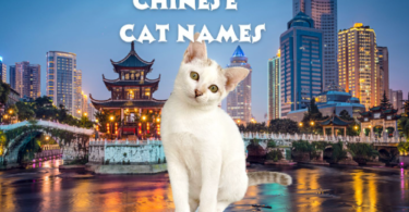 Chinese Cat Names