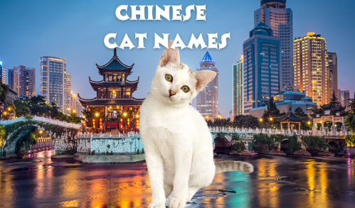 Chinese Cat Names