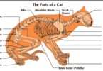 Dinosaur Cat Names