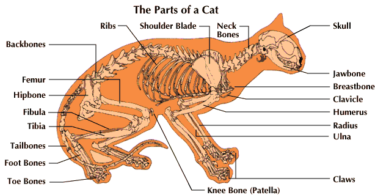 Dinosaur Cat Names