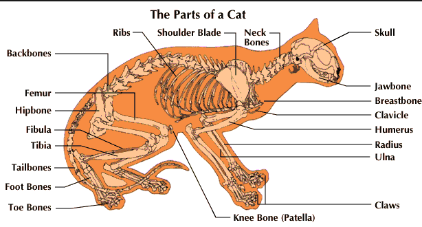 Dinosaur Cat Names