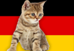 German Cat Names