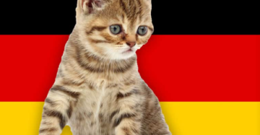 German Cat Names