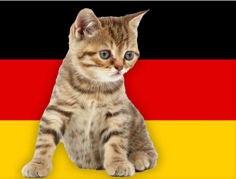 The Enchanting World of German Cat Names: A Purrfect Guide for Cat ...