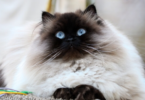 Himalayan Cat Names