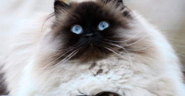 Himalayan Cat Names