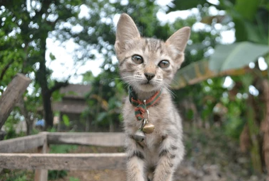 Indonesian Cat Names