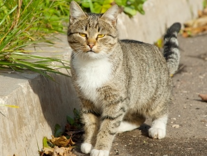 Jamaican Cat Names