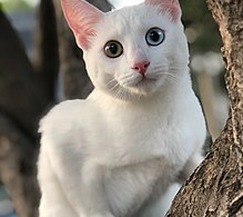 Khao Manee Cat Names