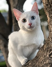 Khao Manee Cat Names