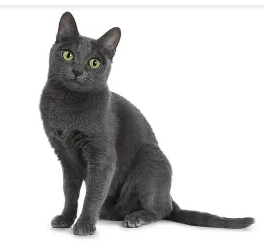 Korat Cat Names