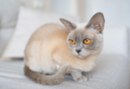 The Enchanting Quest for the Purrfect Name: A Guide to Lilac Burmese Cat Names