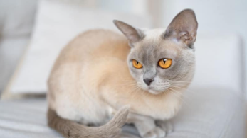 The Enchanting Quest for the Purrfect Name: A Guide to Lilac Burmese Cat Names