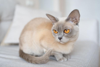 The Enchanting Quest for the Purrfect Name: A Guide to Lilac Burmese Cat Names