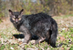 Lykoi Cat Names