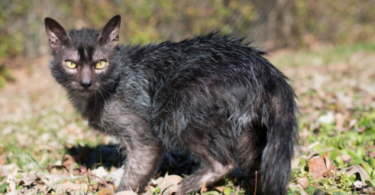 Lykoi Cat Names