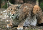 Lynx Cat Names