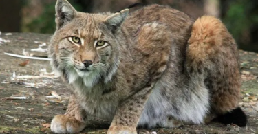 Lynx Cat Names