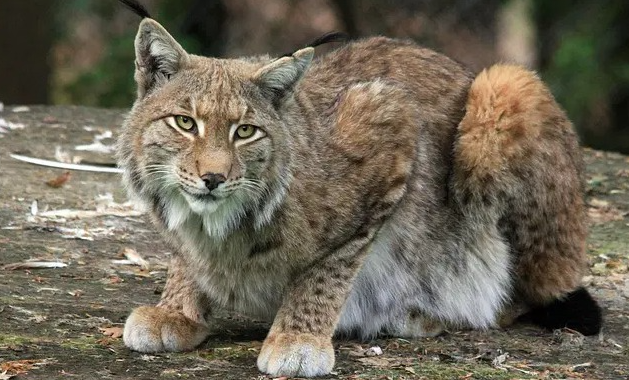 Lynx Cat Names