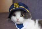 Police Cat Names