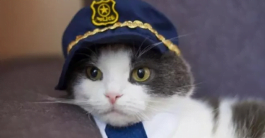 Police Cat Names