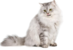 Ragamuffin Cat Names