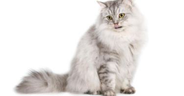 Ragamuffin Cat Names